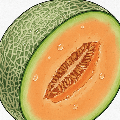 Cantaloupe